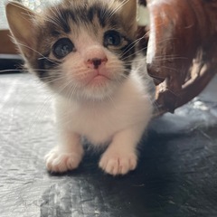 再投です😿生後1ヶ月未満🐾お家を探しています🏠 − 島根県