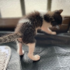 再投です😿生後1ヶ月未満🐾お家を探しています🏠 - 里親募集