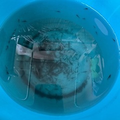 ミナミヌマエビの画像