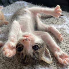 再投です😿生後1ヶ月未満🐾お家を探しています🏠 - 大田市