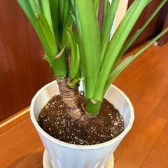 【観葉植物】シマクワズイモ [A] 116cm の画像