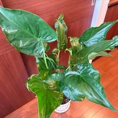 【観葉植物】シマクワズイモ [A] 116cm の画像
