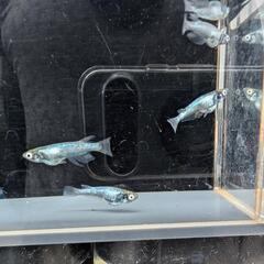 黒百式体外光 4匹（メダカ、大分市、手渡し）めだかの画像