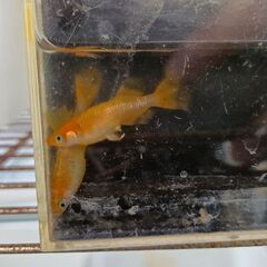 天翔メダカ卵10個の画像