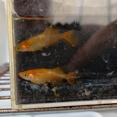 天翔メダカ卵10個の画像