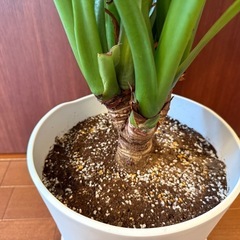 【観葉植物】シマクワズイモ [B] 106cm の画像