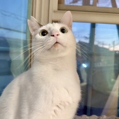 毎月柏の譲渡会にてお見合い可能❣️【おじゃる丸】くん キジ…