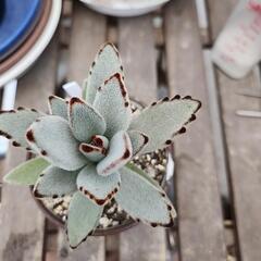 多肉植物　月兎耳の画像