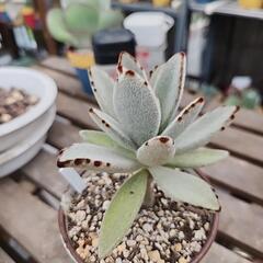 多肉植物　月兎耳の画像
