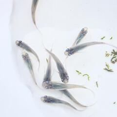 【お取引中】琉海メダカの画像