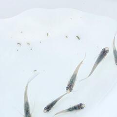 【お取引中】琉海メダカの画像