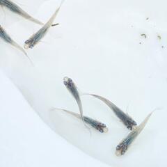 【お取引中】琉海メダカの画像
