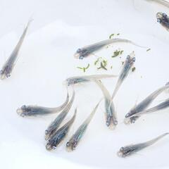 【お取引中】琉海メダカの画像