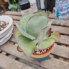 多肉植物　デザートローズの画像