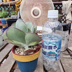 多肉植物　デザートローズの画像