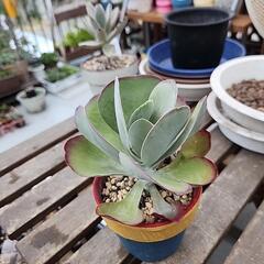 多肉植物　デザートローズの画像