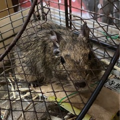 デグー3歳です。