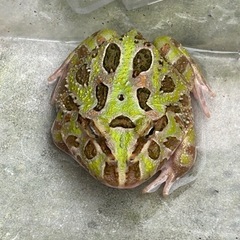 クランウェルツノガエル　体長約6センチの画像