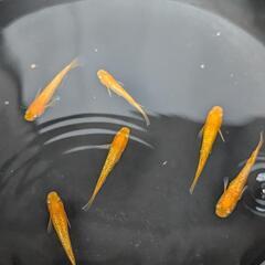 紅華 6匹（メダカ、大分市、手渡し）めだかの画像