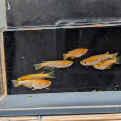 紅華 6匹（メダカ、大分市、手渡し）めだかの画像