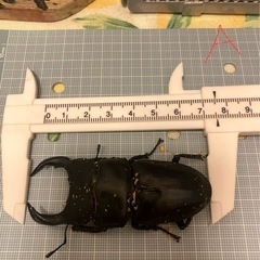 今年羽化した能勢YG847系 オオクワガタ ペア A　♂オス75mm& I♀メス51mmの画像