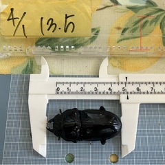 今年羽化した能勢YG847系 オオクワガタ ペア A　♂オス75mm& I♀メス51mmの画像