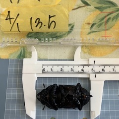 今年羽化した能勢YG847系 オオクワガタ ペア A　♂オス75mm& I♀メス51mmの画像