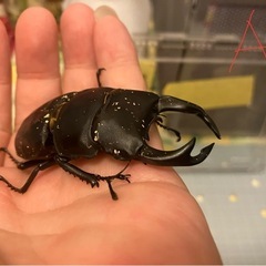 今年羽化した能勢YG847系 オオクワガタ ペア A　♂オス75mm& I♀メス51mmの画像
