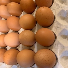 玉子10個の画像