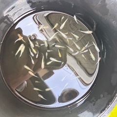 藤煌　容器すべて　めだか　メダカの画像