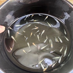 藤煌　容器すべて　めだか　メダカの画像