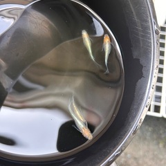 藤煌　めだか　メダカの画像