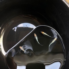 藤煌　めだか　メダカの画像