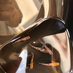 3色　綺麗　めだか　メダカ　の画像