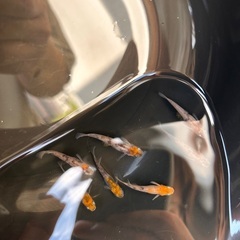 3色　綺麗　めだか　メダカ　の画像