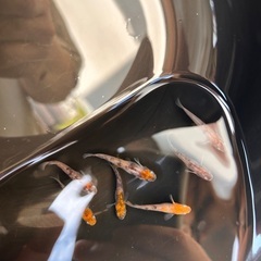 3色　綺麗　めだか　メダカ　の画像