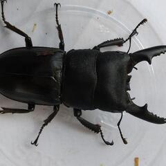 本土ヒラタクワガタ（埼玉県産）の画像