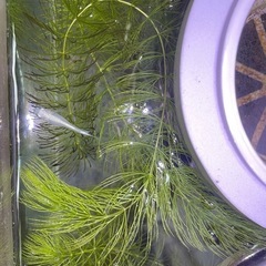 白メダカ　稚魚10匹の画像
