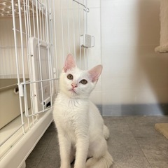 子猫のふーたん