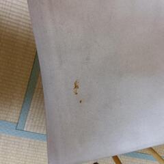 訳ありディレクターズチェアの画像