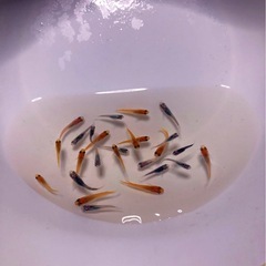 💟ミックスメダカ若魚２６匹の画像