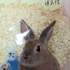 小動物用チップの画像