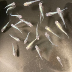 改良メダカ  若魚  15匹  ✨幹之✨の画像