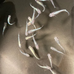 改良メダカ  若魚  15匹  ✨幹之✨の画像