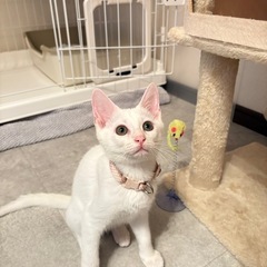子猫のひーたん