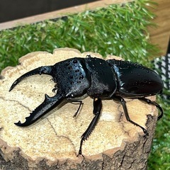 パラワンオオヒラタペアの画像