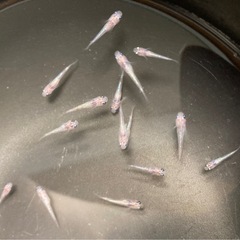 改良メダカ  稚魚  10匹  ✨白斑サファイア✨の画像