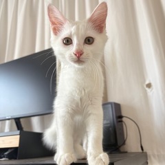 子猫のみーたん