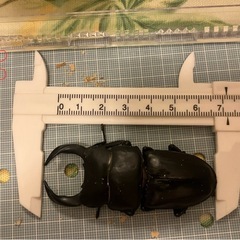 今年羽化した能勢YG847系 オオクワガタ ペア  B　♂オス75mm& G ♀メス51mmの画像