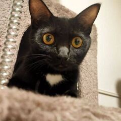1匹だけでもいいので猫の里親募集中です！